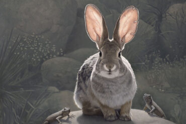 3770_Susan McDonnell-painting-rabbit-realism-900