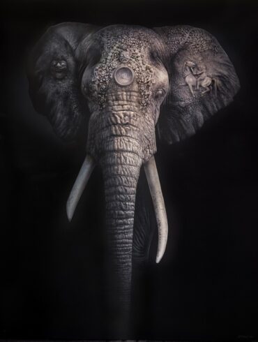 Roland-Mikhail-elephant