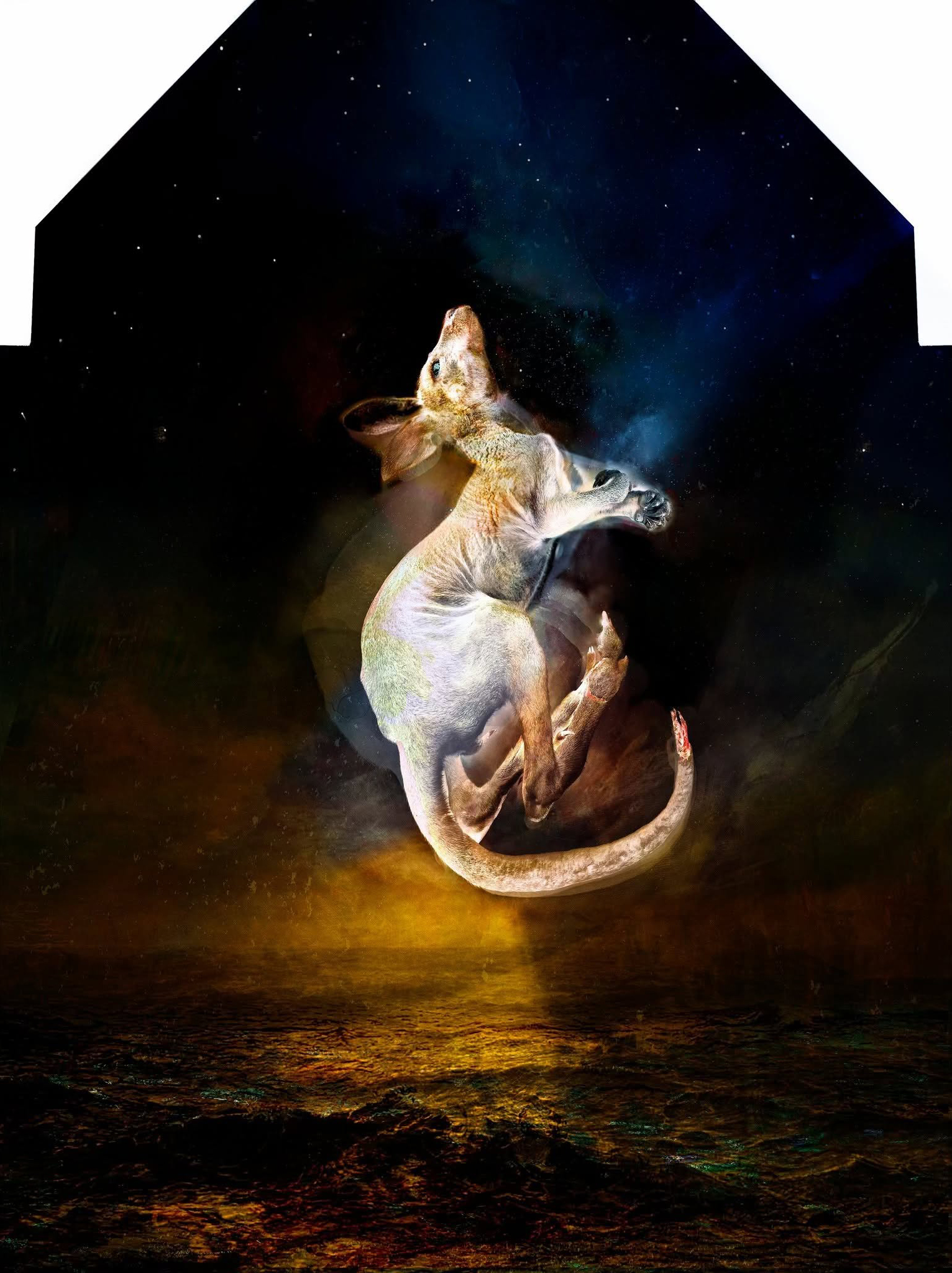 Off the South coast, where Christmas tourist traffic threads the Kings Highway, and stops for no reason, not for bird or fallen roo—the ocean gathers up Brendan, at the edge of water, remakes his shattered hind leg and broken tail, his heart, the shock of